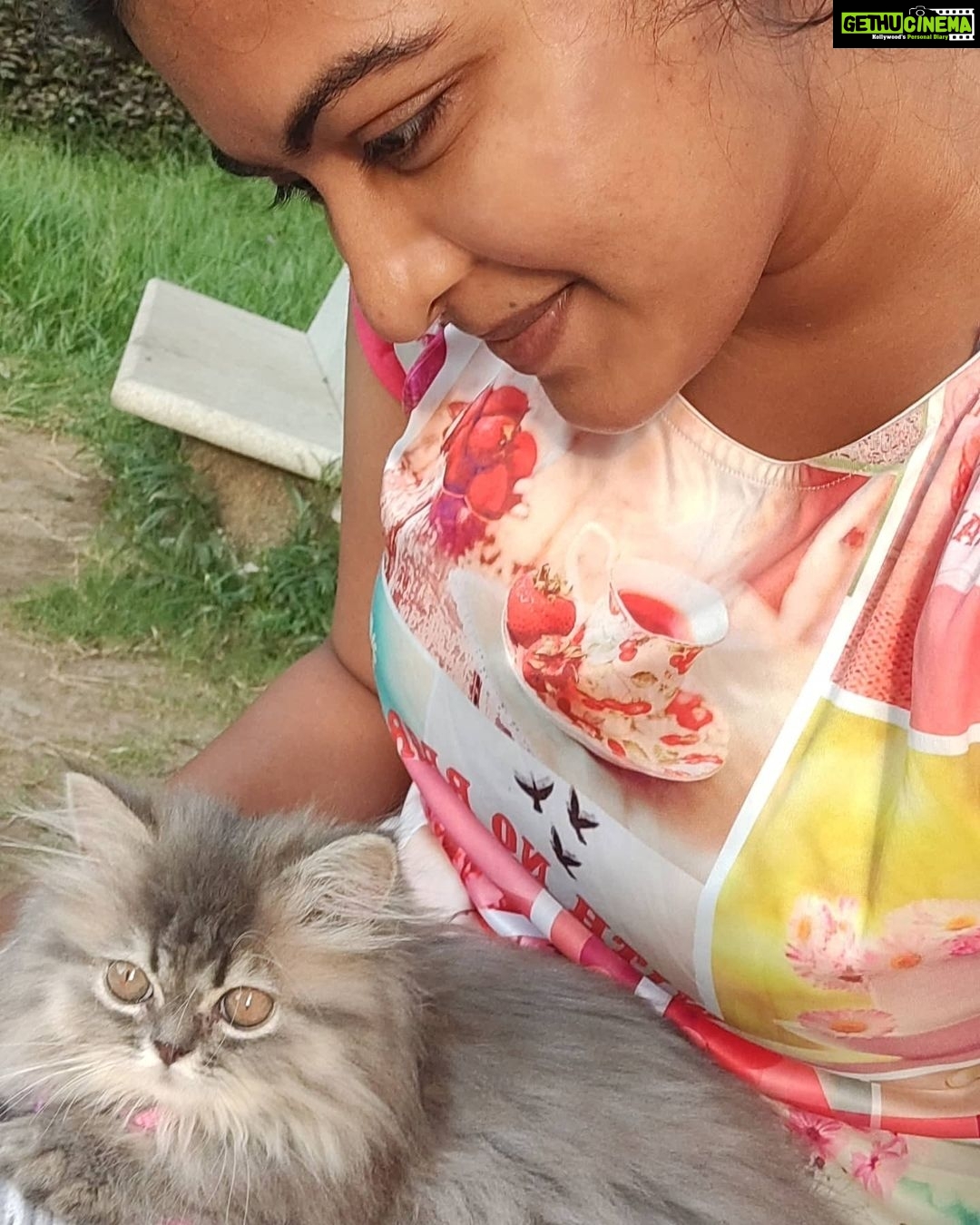 Rachitha Mahalakshmi Instagram - Happy Daughter's day..... My baby doll..... 😻🐾🐾 @siberian_whiskeygrey ❤️❤️❤️❤️ #paw love #petlover #daughtersday