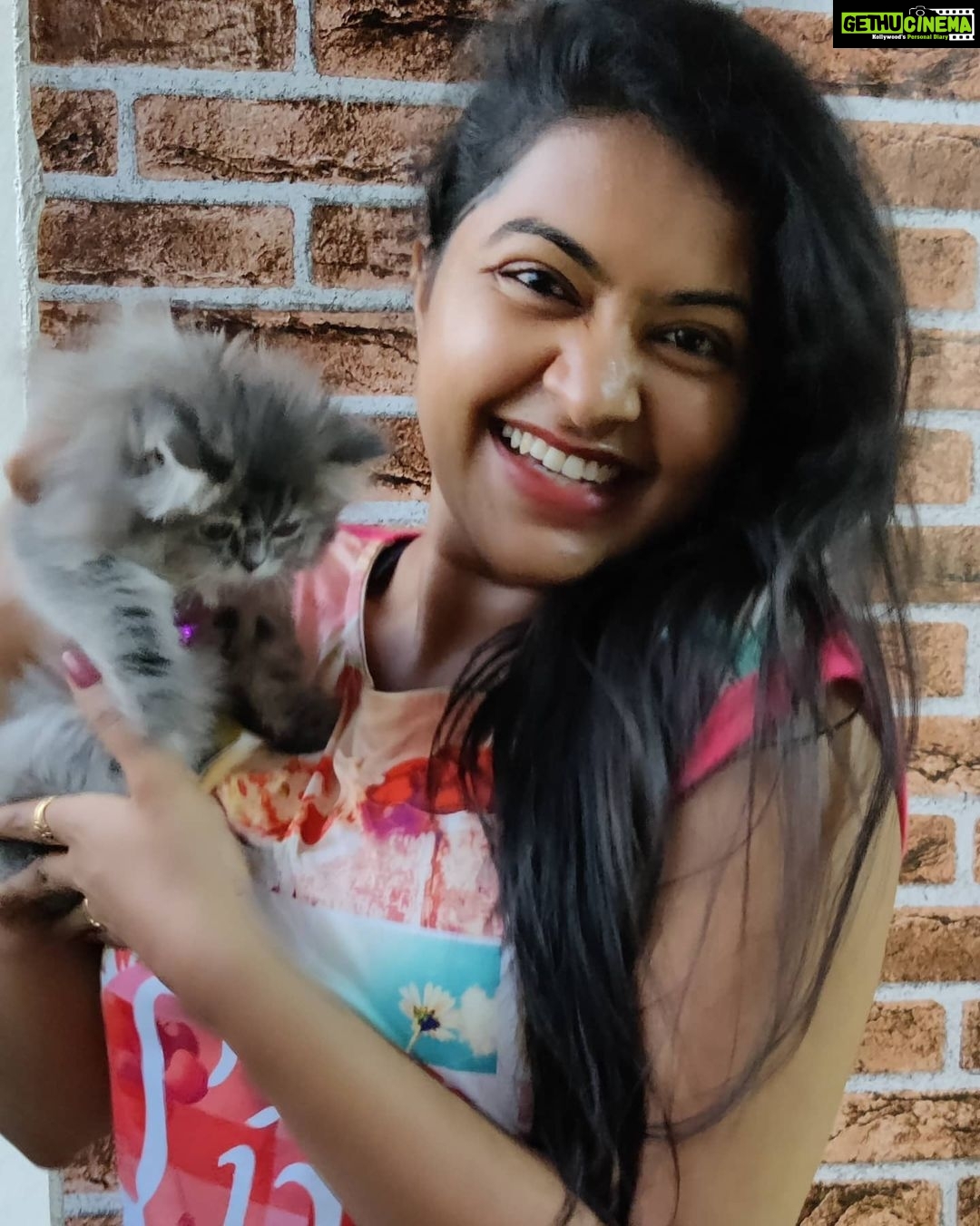 Rachitha Mahalakshmi Instagram - Konjum kastam tha..... But still managed to get few clicks with my baby doll.... Whiskey πΈπΎπΎπ : It's so true that wen it comes to unconditional love they r d masters.... πΊπΎπΎ @siberian_whiskeygrey πΊπΎπΎ #cat #cats #catlover #catmemes #catloversclub #catsofinstagram #catlife #catoftheday #siberiancat #siberian_cat_lovers #paw #pawlovers #paws #meow #meowmeow #meowmeowmeow #catstagram #catphotos #catscatscats #whiskeythesiberiancat #catsofworld #catlove #siberiankitten #siberianforestcat #cats_of_instworld #catsfollowers #catmom #meow_beauties #meowstagram