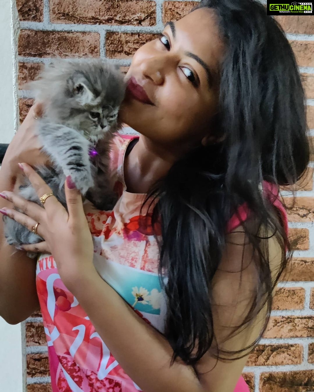 Rachitha Mahalakshmi Instagram - Konjum kastam tha..... But still managed to get few clicks with my baby doll.... Whiskey πΈπΎπΎπ : It's so true that wen it comes to unconditional love they r d masters.... πΊπΎπΎ @siberian_whiskeygrey πΊπΎπΎ #cat #cats #catlover #catmemes #catloversclub #catsofinstagram #catlife #catoftheday #siberiancat #siberian_cat_lovers #paw #pawlovers #paws #meow #meowmeow #meowmeowmeow #catstagram #catphotos #catscatscats #whiskeythesiberiancat #catsofworld #catlove #siberiankitten #siberianforestcat #cats_of_instworld #catsfollowers #catmom #meow_beauties #meowstagram