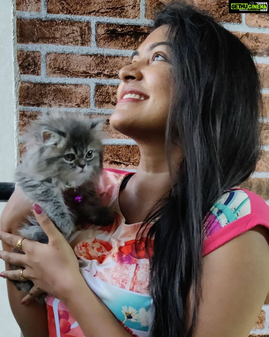Rachitha Mahalakshmi Instagram - Konjum kastam tha..... But still managed to get few clicks with my baby doll.... Whiskey πΈπΎπΎπ : It's so true that wen it comes to unconditional love they r d masters.... πΊπΎπΎ @siberian_whiskeygrey πΊπΎπΎ #cat #cats #catlover #catmemes #catloversclub #catsofinstagram #catlife #catoftheday #siberiancat #siberian_cat_lovers #paw #pawlovers #paws #meow #meowmeow #meowmeowmeow #catstagram #catphotos #catscatscats #whiskeythesiberiancat #catsofworld #catlove #siberiankitten #siberianforestcat #cats_of_instworld #catsfollowers #catmom #meow_beauties #meowstagram