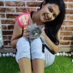 Rachitha Mahalakshmi Instagram - Konjum kastam tha..... But still managed to get few clicks with my baby doll.... Whiskey 😸🐾🐾😉 : It's so true that wen it comes to unconditional love they r d masters.... 😺🐾🐾 @siberian_whiskeygrey 😺🐾🐾 #cat #cats #catlover #catmemes #catloversclub #catsofinstagram #catlife #catoftheday #siberiancat #siberian_cat_lovers #paw #pawlovers #paws #meow #meowmeow #meowmeowmeow #catstagram #catphotos #catscatscats #whiskeythesiberiancat #catsofworld #catlove #siberiankitten #siberianforestcat #cats_of_instworld #catsfollowers #catmom #meow_beauties #meowstagram