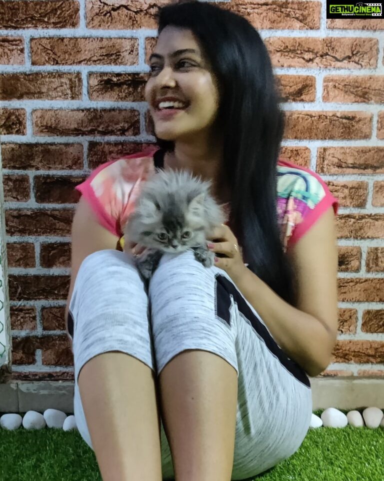 Rachitha Mahalakshmi Instagram - Konjum kastam tha..... But still managed to get few clicks with my baby doll.... Whiskey 😸🐾🐾😉 : It's so true that wen it comes to unconditional love they r d masters.... 😺🐾🐾 @siberian_whiskeygrey 😺🐾🐾 #cat #cats #catlover #catmemes #catloversclub #catsofinstagram #catlife #catoftheday #siberiancat #siberian_cat_lovers #paw #pawlovers #paws #meow #meowmeow #meowmeowmeow #catstagram #catphotos #catscatscats #whiskeythesiberiancat #catsofworld #catlove #siberiankitten #siberianforestcat #cats_of_instworld #catsfollowers #catmom #meow_beauties #meowstagram