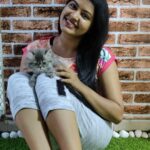 Rachitha Mahalakshmi Instagram - Konjum kastam tha..... But still managed to get few clicks with my baby doll.... Whiskey 😸🐾🐾😉 : It's so true that wen it comes to unconditional love they r d masters.... 😺🐾🐾 @siberian_whiskeygrey 😺🐾🐾 #cat #cats #catlover #catmemes #catloversclub #catsofinstagram #catlife #catoftheday #siberiancat #siberian_cat_lovers #paw #pawlovers #paws #meow #meowmeow #meowmeowmeow #catstagram #catphotos #catscatscats #whiskeythesiberiancat #catsofworld #catlove #siberiankitten #siberianforestcat #cats_of_instworld #catsfollowers #catmom #meow_beauties #meowstagram