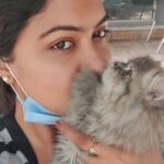 Rachitha Mahalakshmi Instagram - I never knew I could also be a cat person...... 🐱🐾🐾 Welcoming home my little sweetheart 🐱 Good guess... 🐱🐾🐾 😉😉 "Whiskey" she is 😸 😉😉😉😉 @siberian_whiskeygrey 👈 special page for her.... Cat lovers can follow her page 😸😸😸