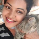 Rachitha Mahalakshmi Instagram - I never knew I could also be a cat person...... 🐱🐾🐾 Welcoming home my little sweetheart 🐱 Good guess... 🐱🐾🐾 😉😉 "Whiskey" she is 😸 😉😉😉😉 @siberian_whiskeygrey 👈 special page for her.... Cat lovers can follow her page 😸😸😸