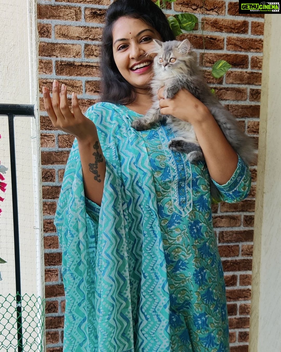 Rachitha Mahalakshmi Instagram - With my Whiskey on the rocks 😹 : @siberian_whiskeygrey 😻🐾🐾 : Outfit @branding_with_shakthi : https://www.instagram.com/branding_with_shakthi/ : https://www.facebook.com/brandingwithshakthi/ : #supportwomenentrepreneurs🙋🏼💪🏻