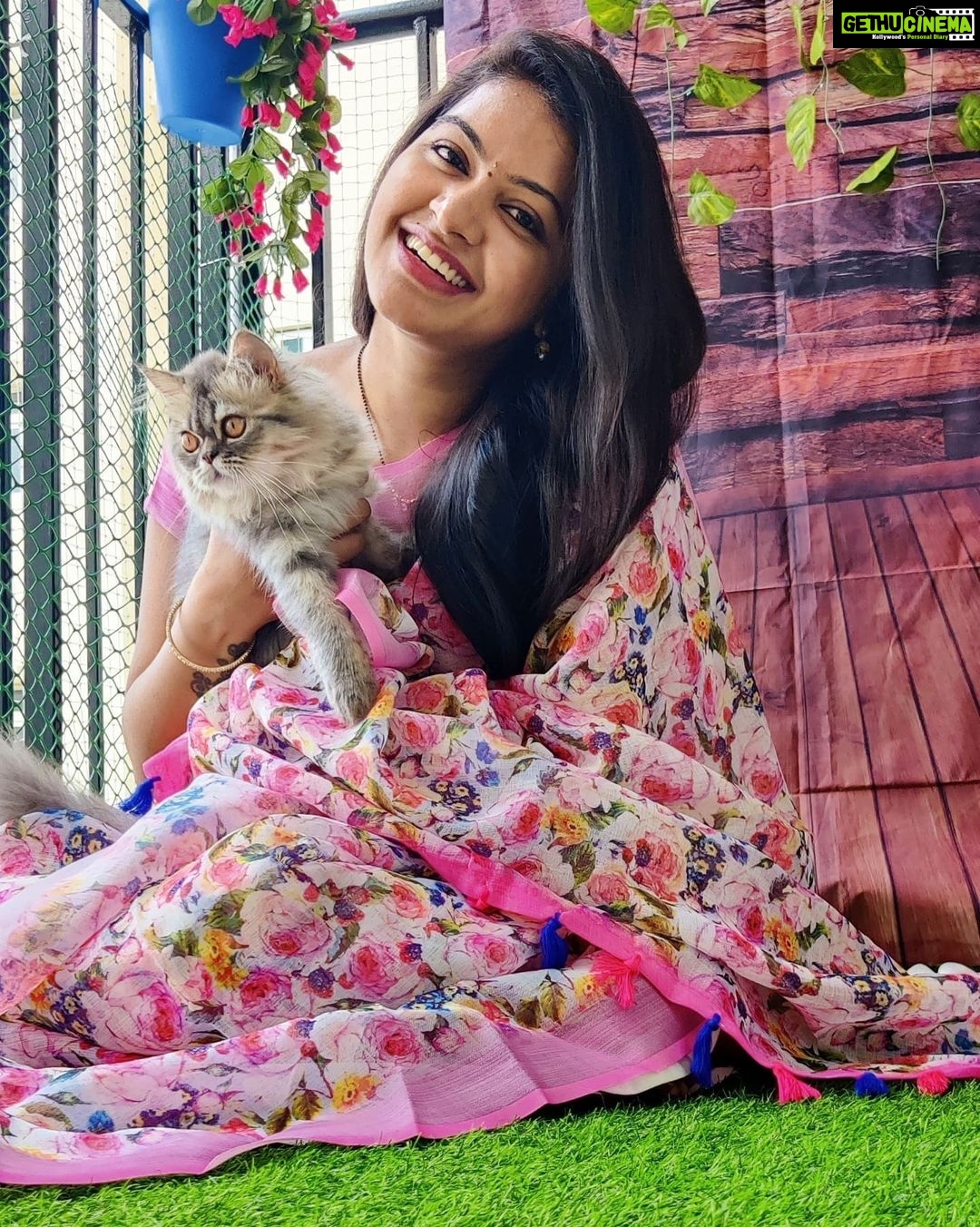 Rachitha Mahalakshmi Instagram - My biggest part in my tiny little world.... 🐱🐾🐾 @siberian_whiskeygrey 😻😻😻 : #sareelove @dearunique_1 : #supportwomenentrepreneurs🙋🏼💪🏻