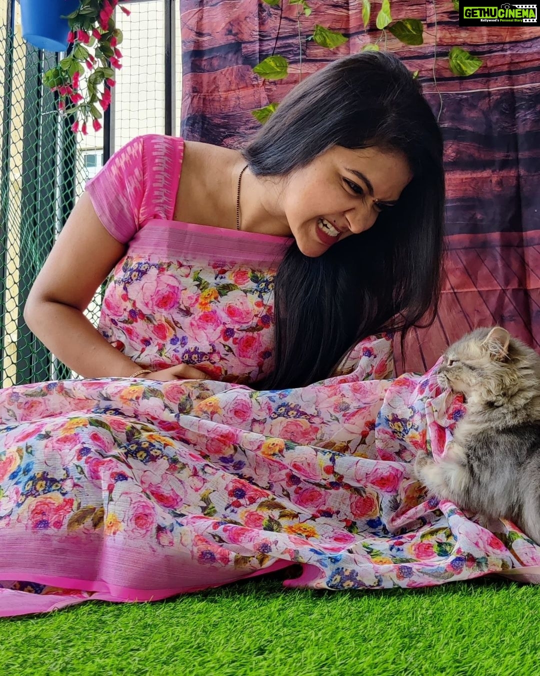 Rachitha Mahalakshmi Instagram - My biggest part in my tiny little world.... 🐱🐾🐾 @siberian_whiskeygrey 😻😻😻 : #sareelove @dearunique_1 : #supportwomenentrepreneurs🙋🏼💪🏻