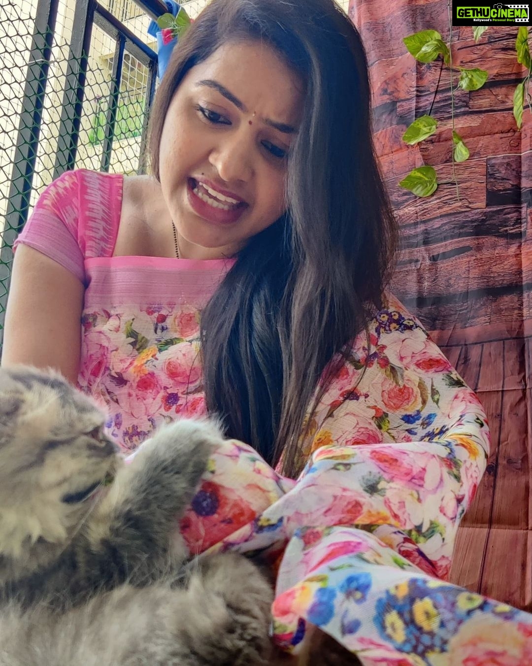 Rachitha Mahalakshmi Instagram - My biggest part in my tiny little world.... 🐱🐾🐾 @siberian_whiskeygrey 😻😻😻 : #sareelove @dearunique_1 : #supportwomenentrepreneurs🙋🏼💪🏻