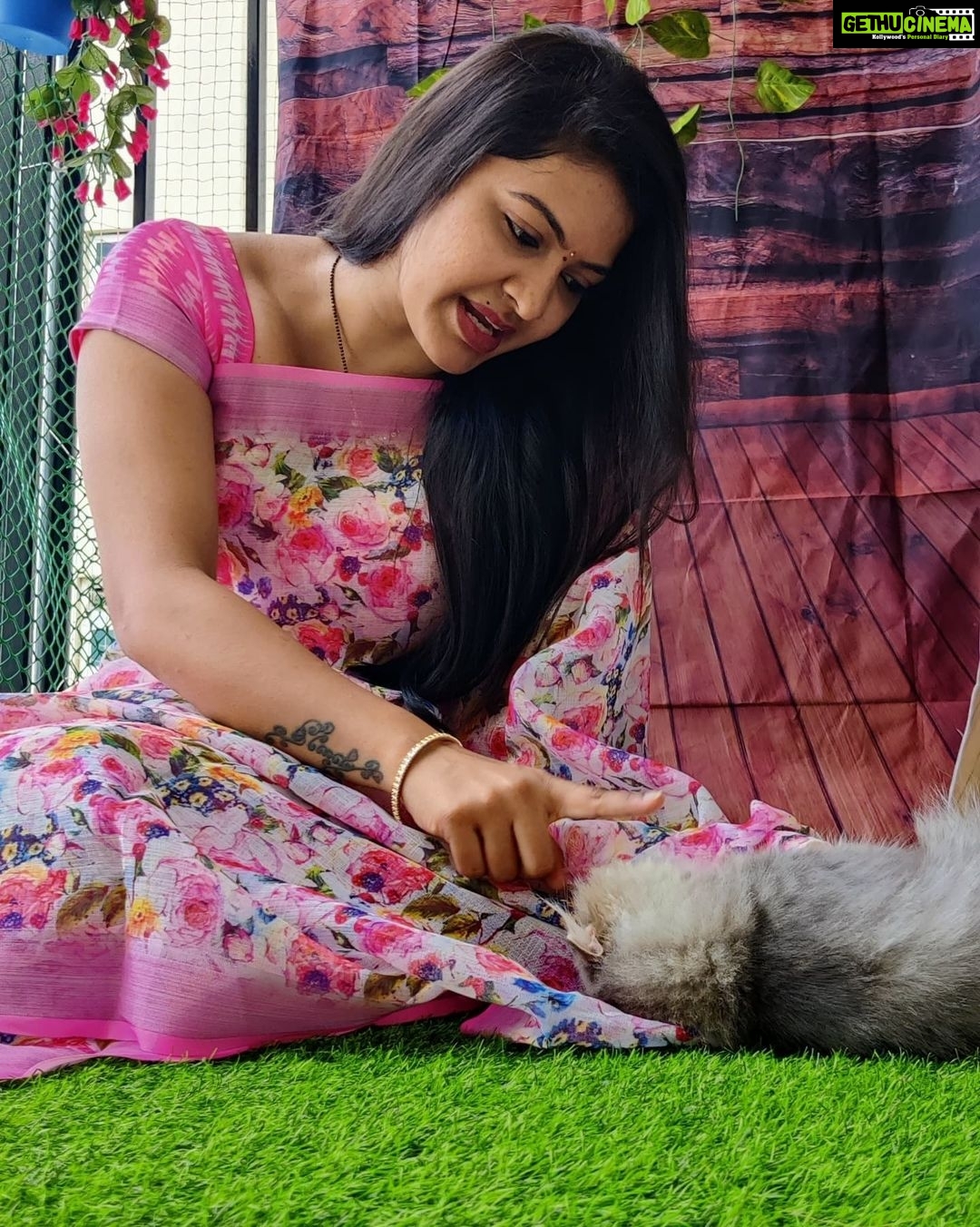 Rachitha Mahalakshmi Instagram - My biggest part in my tiny little world.... 🐱🐾🐾 @siberian_whiskeygrey 😻😻😻 : #sareelove @dearunique_1 : #supportwomenentrepreneurs🙋🏼💪🏻