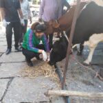Ragini Dwivedi Instagram - #BBMPCATTLESHED visit today at Frazer Town .... been getting a lot of msgs regarding no feed for the cows and how due to price hike with all have done farmers being forced to sell the cows to slaughter houses .... Thankyou to the #GoodQuestFoundation team for bringing this to my notice in time and we made sure this was put to an end .... We will be monitoring it regularly so if you see any activity around pls do let us know #quarantinework #raginidwivedi #lockdown2020 #letsdothis #animalcare #protection #staypositive #feedthehungry #feedthefarmer #karnatakafocus Fraser Town, Bangalore