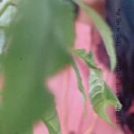 Ragini Dwivedi Instagram - Glow ❣️ #raginidwivedi #reels #reelsinstagram #smilemore #trendingreels #trendingsongs #kannadasongs #reelitfeelit #reelkarofeelkaro #trendingsongs #actorslife #kannadamusically #reelinkannada #kannada #love #light #positivenewsdaily Chennai, India