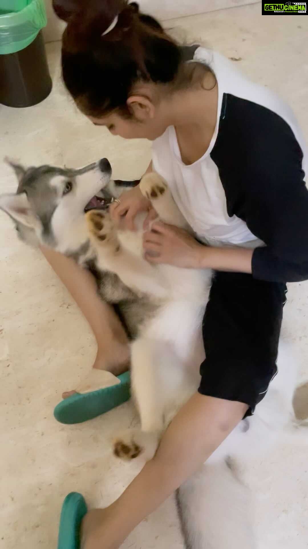 Ragini Dwivedi Instagram - Forever pampers with ZUES 🐶 #zuesthehusky #mammasboy #pampering #trending #trendingreels #trend #reels #reelitfeelit #reelsinstagram #reelsvideo #reelkarofeelkaro #reelsvideo #raginidwivedi #home #happiness #husky #huskylife #huskypuppy #huskygram #instagood #india #instagramdogs #instamood #insta #instalike #instalove