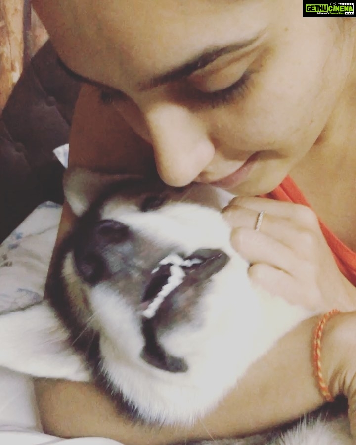 Ragini Dwivedi Instagram - Mom be going crazy with kisses 🙄😂 yet again …Gawd help me with my cuteness ❤️🐒😛 #Zuesthoughts #momlove #shebecrazysometimes #petsofinstagram #loveislove #poser #smallhappythings #raginidwivedi #husky #blueeyedhusky