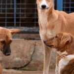 Ragini Dwivedi Instagram - The animals on the street need you and me … like we’re out there helping the needy the homeless animals on the streets have no one to take care of them so please feed all the animals around you all you need to do is make a little extra food and put it out there … let’s help these speechless creatures and care for them like we’re doing for others #helpingothers #feedtheanimals #genexttrust #raginidwivedi #bengalurudiaries #karnataka #animalsneedlovetoo #streetanimals #beautiful #love #careforothers