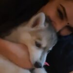 Ragini Dwivedi Instagram - So ya that happened 😂😂 #laatlaggayi yo chew mamas hand and face ps: teeth getting sharp and how 😖🐕 #zeusthehusky #love #mybabylove #huskylove #mothersonlove #positivevibes #lovepuppies #huskiesofinstagram #huskylove #reelsinstagram #reelitfeelit #reel