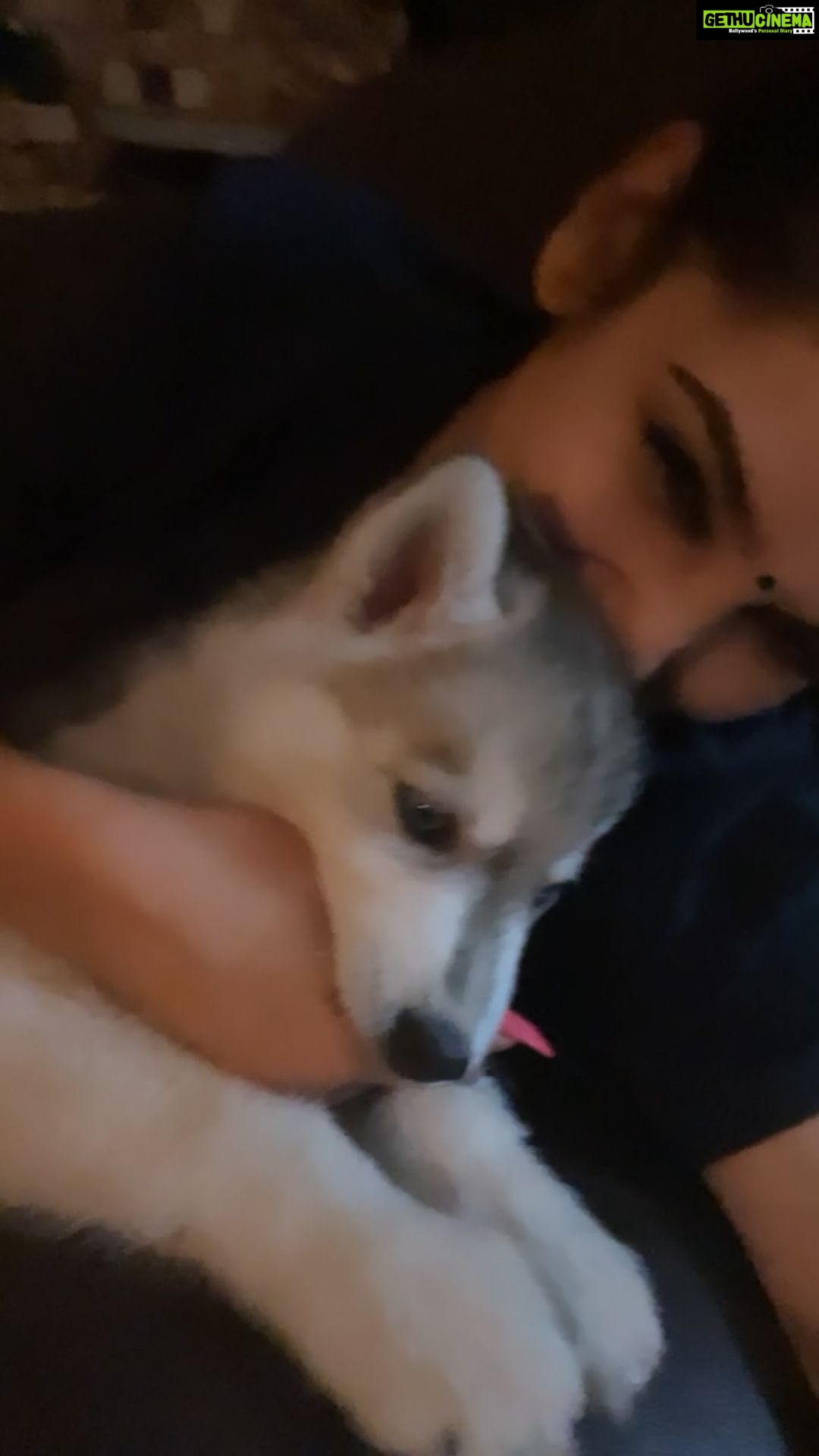 Ragini Dwivedi Instagram - So ya that happened ππ #laatlaggayi yo chew mamas hand and face ps: teeth getting sharp and how ππ #zeusthehusky #love #mybabylove #huskylove #mothersonlove #positivevibes #lovepuppies #huskiesofinstagram #huskylove #reelsinstagram #reelitfeelit #reel
