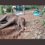 Ragini Nandwani Instagram – When human act with cruelty we characterise them as  as “animals”. Yet the only animal that display cruelty is “Humanity “ ….. god must be really wondering why he created humans …. feel really sorry for these innocent creatures …. simply heart broken … 🙏