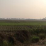 Rahul Bose Instagram - Am often asked what connects this country with so many disparate peoples and cultures. This. A wide open tropical sky, fields stretching to the end of your imagination, an arch of trees canopying the road ahead. This happens to have been filmed in Burdwan district in West Bengal as I made my way to an impossibly beautiful zamindari rajbari to shoot. But it could have been in any part of this land. #wheretheheartsings