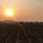 Rahul Bose Instagram – For the last two decades a walk through the (this time, newly harvested) sugarcane fields in Kolhapur at sunset constantly makes it to my #toptenmomentsoftheyear . Yesterday it was no different. In the distance, aunt, uncle and cousins. #mymarathaside #fieldsofdreams #sunsetandcane #kolhapur #childhoodmemories