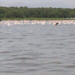 Rahul Bose Instagram - An astonishing morning watching thousands of flamingoes at the #CoastalAndMarineBiodiversityCentre in Airoli. A world class experience in your backyard, Bombayites. Do not miss it. Thank you @swatsbarv for making this happen. Thank you @shardulbajikar for making it a deeply enjoyable morning with your insights.