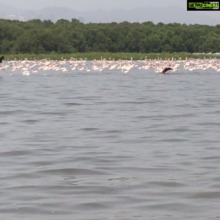 Rahul Bose Instagram - An astonishing morning watching thousands of flamingoes at the #CoastalAndMarineBiodiversityCentre in Airoli. A world class experience in your backyard, Bombayites. Do not miss it. Thank you @swatsbarv for making this happen. Thank you @shardulbajikar for making it a deeply enjoyable morning with your insights.
