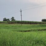 Rahul Bose Instagram – Favourite walk of all time, with my uncle Dr Thorat. He was narrating my grandfather’s (Gen Thorat) strategy in the Battle of Kangaw in #WWII two years before Independence, when we stopped and saw, somewhat ironically, the Indian tricolour flying serenely far away beyond the sugarcane fields between two beautiful trees in the magical evening light. #Kolhapur #walkingthroughsugarcanefields #magichour #11Km