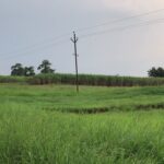 Rahul Bose Instagram - Favourite walk of all time, with my uncle Dr Thorat. He was narrating my grandfather’s (Gen Thorat) strategy in the Battle of Kangaw in #WWII two years before Independence, when we stopped and saw, somewhat ironically, the Indian tricolour flying serenely far away beyond the sugarcane fields between two beautiful trees in the magical evening light. #Kolhapur #walkingthroughsugarcanefields #magichour #11Km