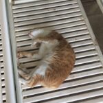 Rahul Bose Instagram – First of all who sleeps with their eyes open? Secondly, what kind of behaviour is this when I thought we were workout companions? Thirdly, no, twitching your paws in the middle of R.E.M. sleep doesn’t count as a workout. #felinebetrayal #whenthecatsasleepthepartnerwillweep #iwonderwhatilooklikewheniamasleep