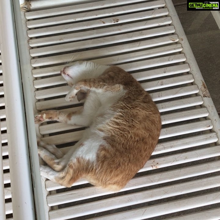 Rahul Bose Instagram - First of all who sleeps with their eyes open? Secondly, what kind of behaviour is this when I thought we were workout companions? Thirdly, no, twitching your paws in the middle of R.E.M. sleep doesn’t count as a workout. #felinebetrayal #whenthecatsasleepthepartnerwillweep #iwonderwhatilooklikewheniamasleep