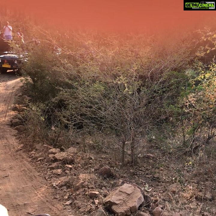 Rahul Bose Instagram - The legendary Daulat Singh and Pankaj Gautam, our naturalist - thank you for your fantastic spotting! Noor, tigress no. T39 has three cubs as yet unnamed. One of them crosses our path 10 ft away and the forest goes silent save for humans. Excuse the pinkie finger on the lens. It was a tense moment! @aman_i_khas #tigersighting #Ranthambore #majestic #tigerssightedinallnationalparks #contentforalifetime