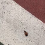 Rahul Bose Instagram - Word of my stunning tennis prowess has ripped through the mountains. Had my first fan today. A lady. Naturally. #courtside #ladybirdseyeview #quietplease