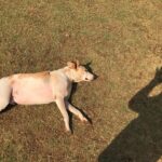 Rahul Bose Instagram - Badshah is my exercise companion at the Bombay Gym grounds. He leaves the exercise to me and does the companion part of it. #mansrestfriend #fourleggedshavasana #wintersun
