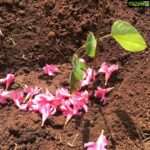 Ramya Pandian Instagram – Happy to be associated with Rotary club in planting 50 saplings at Tambaram tuberculosis hospital .. the one I planted is chemmaram🌱 #goodstartoftheday #happysunday