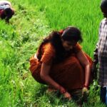 Ramya Pandian Instagram - “A day in the farm “♥️I fell in love with this kosavam saree draping style and farming♥️its a #throwback pic .. wish to do this again soon ☺️ #nostalgic #courtallam #farming #village #nature