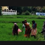 Ramya Pandian Instagram - “A day in the farm “♥️I fell in love with this kosavam saree draping style and farming♥️its a #throwback pic .. wish to do this again soon ☺️ #nostalgic #courtallam #farming #village #nature