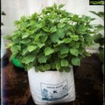 Ramya Pandian Instagram – Terrace to kitchen ♥️
#sorrel leaves to #sorrel chutney 
#terracegarden #organic #gongura #pulichakeerai #loveforgardening  #mycooking #healthyfood ♥️♥️ Chennai, India