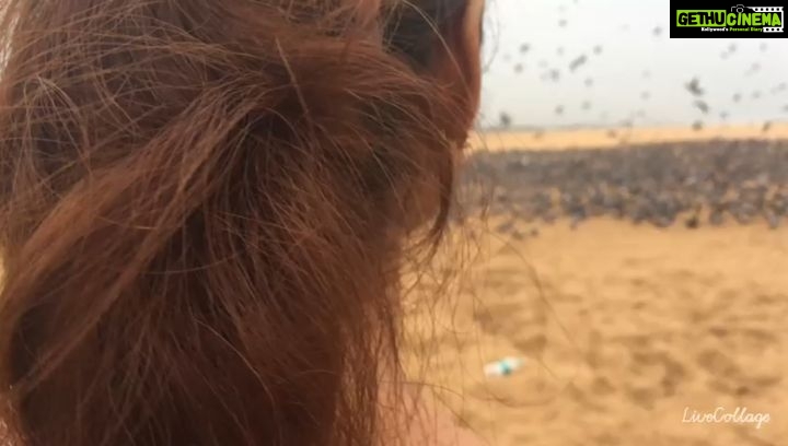 Ramya Pandian Instagram - Thandhanathandanathandana time with pigeons 🖤 Perfect weather, pigeons, little rain,beach sound and set of good people around ❤ what a lovely morning 🗯💭 #beach #friends #nature #morningvibes Video courtesy : @parasu_pandian @emliyakat #ramyapandian