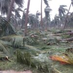 Ramya Pandian Instagram - Delta regions are destroyed by #gajacyclone...people worship nature and those trees were the source of income for many people there:( I personally know people who celebrate coconut’s first flower as much as girls puberty function .. saddened to see the scenario .. Electricity will be fixed in days,houses can be fixed in months but don’t know how many years will take to get these many trees back? #savedelta