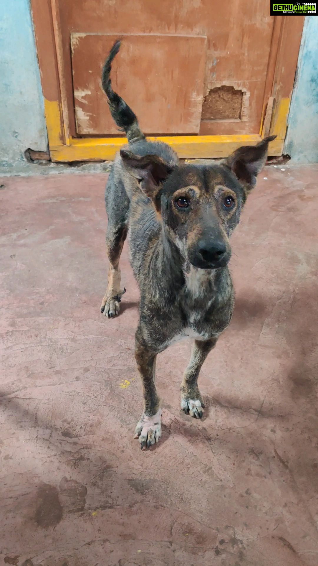 Rashmi Gautam Instagram - Hunter was rescued by @rashmigautam He was fully dehydrated and sick Now his completely healed And hence waiting for his forever home Please come forward and adopt hunter To adopt call or txt on 9642556967 Or DM #adoptdogs #adoptdontshop #hyderabad @citizens_for_animals Hyderabad