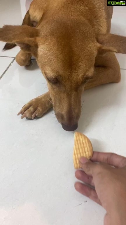 Regina Cassandra Instagram - Bella is a lil less than a year and she’s up for adoption. She has been dewormed. Vaccinations are done and she has been spayed. Her hazel eyes will melt your heart I tell you. 😍