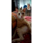Regina Cassandra Instagram - That first week on the house party app had us all looking like that! Btw, meet Racer. He be the #johnnywalker of Catdom.