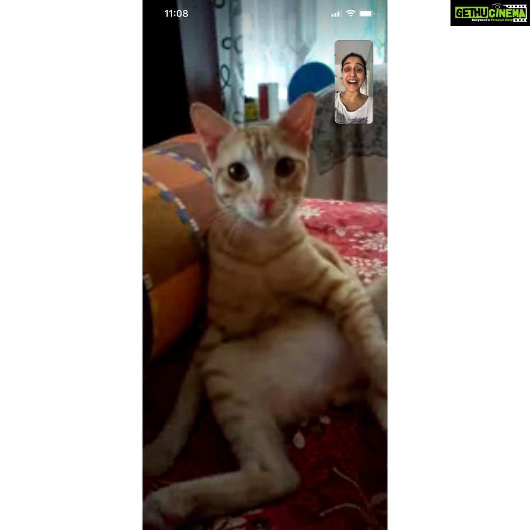 Regina Cassandra Instagram - That first week on the house party app had us all looking like that! Btw, meet Racer. He be the #johnnywalker of Catdom.