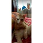 Regina Cassandra Instagram - That first week on the house party app had us all looking like that! Btw, meet Racer. He be the #johnnywalker of Catdom.