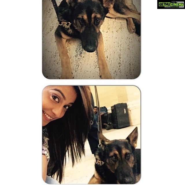 Regina Cassandra Instagram - Shooting at grand central and met the most adorable German shepherd pup ever! #Johnny #K9mullen #policedog #adorablelilthing #nyc #watchingovergrandcentral #doglove Grand Central Terminal