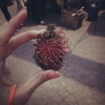 Regina Cassandra Instagram - The yummy rambutan.. #makaysiatrulyasia #petalingstreetwalking #fruitlove ate Soooo many rambutans and chestnuts while walkin down petaling street. Love this fruit! 😁 tastes just like a litchie..