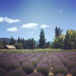 Richa Gangopadhyay Instagram - BRB, just grabbing some fresh-cut lavender at the end of the Oregon Trail, at the foot of Mt. Hood. For me, there is no better escape from urban life than taking a quick drive to these breathtaking, fragrant lavender fields in Hood River. I love the zany little gift shop which has so many cool, locally-sourced lavender essential oils, soaps and other handcrafted items. ⁣🧖🌿⁣ ⁣⁣ ⁣⁣ I truly wonder why more Indian film song shoots aren't shot in places like this in Oregon! Well, you know where to find me ;) #justsayin ⁣🗻🎥⁣ ⁣⁣ ⁣⁣ *These and other lavender fields are currently closed due to covid-19 but are planning to tentatively re-open in June*⁣⁣ ⁣⁣ ⁣⁣ #lavender #lavenderfields #MtHood #HoodRiver #Supportlocal #covid #sanity #exploreOregon Lavender Valley Farms