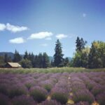 Richa Gangopadhyay Instagram – BRB, just grabbing some fresh-cut lavender at the end of the Oregon Trail, at the foot of Mt. Hood. For me, there is no better escape from urban life than taking a quick drive to these breathtaking, fragrant lavender fields in Hood River. I love the zany little gift shop which has so many cool, locally-sourced lavender essential oils, soaps and other handcrafted items. ⁣🧖🌿⁣
⁣⁣
⁣⁣
I truly wonder why more Indian film song shoots aren’t shot in places like this in Oregon! Well, you know where to find me ;) #justsayin ⁣🗻🎥⁣
⁣⁣
⁣⁣
*These and other lavender fields are currently closed due to covid-19 but are planning to tentatively re-open in June*⁣⁣
⁣⁣
⁣⁣
#lavender #lavenderfields #MtHood #HoodRiver #Supportlocal #covid #sanity #exploreOregon Lavender Valley Farms