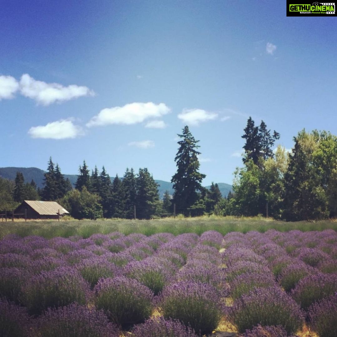 Richa Gangopadhyay Instagram - BRB, just grabbing some fresh-cut lavender at the end of the Oregon Trail, at the foot of Mt. Hood. For me, there is no better escape from urban life than taking a quick drive to these breathtaking, fragrant lavender fields in Hood River. I love the zany little gift shop which has so many cool, locally-sourced lavender essential oils, soaps and other handcrafted items. 🧖🌿 I truly wonder why more Indian film song shoots aren't shot in places like this in Oregon! Well, you know where to find me ;) #justsayin 🗻🎥 *These and other lavender fields are currently closed due to covid-19 but are planning to tentatively re-open in June* #lavender #lavenderfields #MtHood #HoodRiver #Supportlocal #covid #sanity #exploreOregon Lavender Valley Farms