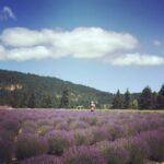 Richa Gangopadhyay Instagram - BRB, just grabbing some fresh-cut lavender at the end of the Oregon Trail, at the foot of Mt. Hood. For me, there is no better escape from urban life than taking a quick drive to these breathtaking, fragrant lavender fields in Hood River. I love the zany little gift shop which has so many cool, locally-sourced lavender essential oils, soaps and other handcrafted items. ⁣🧖🌿⁣ ⁣⁣ ⁣⁣ I truly wonder why more Indian film song shoots aren't shot in places like this in Oregon! Well, you know where to find me ;) #justsayin ⁣🗻🎥⁣ ⁣⁣ ⁣⁣ *These and other lavender fields are currently closed due to covid-19 but are planning to tentatively re-open in June*⁣⁣ ⁣⁣ ⁣⁣ #lavender #lavenderfields #MtHood #HoodRiver #Supportlocal #covid #sanity #exploreOregon Lavender Valley Farms
